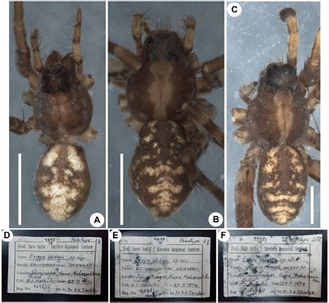 Evippa Shivajii Tikader Malhotra A Holotype Female Habitus