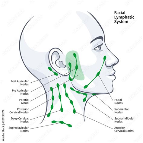 Woman Profile Facial Lymphatic System Nodes Illustration Stock