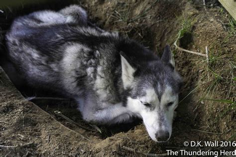 Basement Excavation | The Thundering Herd