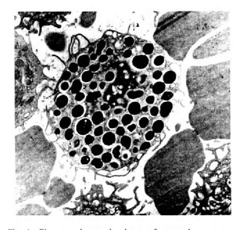 Figure I From Comparative Functional Characterization Of Mouse Bone