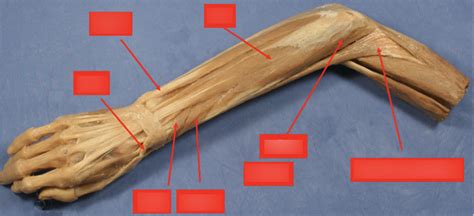Diagram Of Extensors Forearm Quizlet