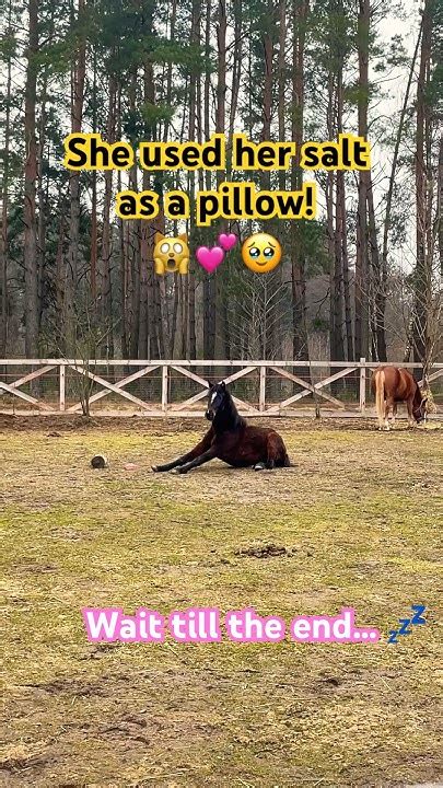 Sleepy Horse🐴💤 Equine Shorts Horseshorts Horsevideo Equestrian