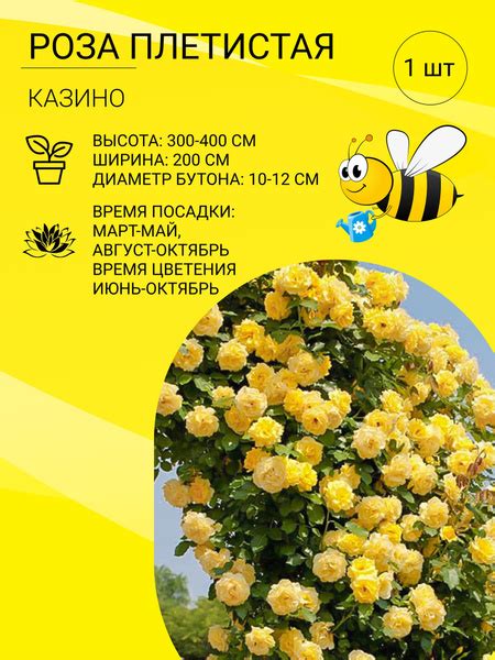 Саженцы Розы плетистой / многолетние цветы для вашего сада - купить с ...