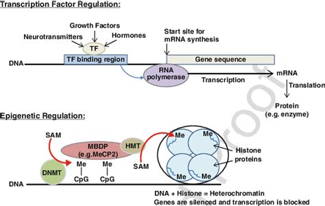 Regulation Of Gene Transcription By Transcription Factors And