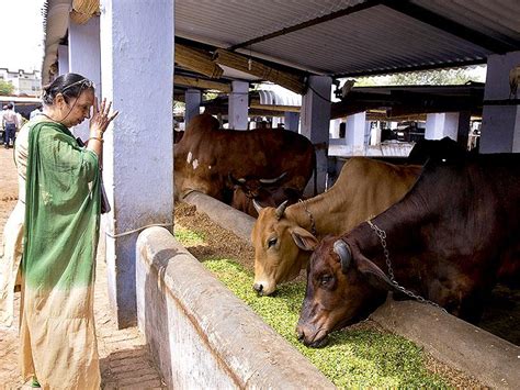 Food And Politics Beef Ban Push Deprives Poor People Of Nutrition