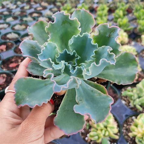 Echeveria Giant Blue Succulents Depot