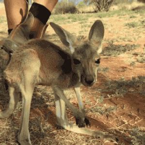 Kangaroo Ride Tag PrimoGIF