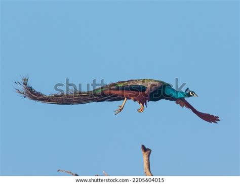 Beautiful Glowing Peacock Shinning Feathers Flying Stock Photo ...