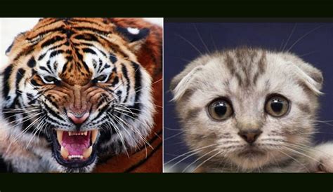 Tiger Blank Template Imgflip