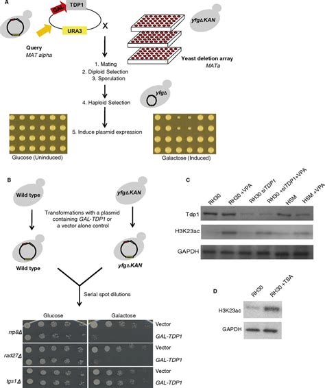 Overexpression Screens Identify Conserved Dosage Chromosome Instability