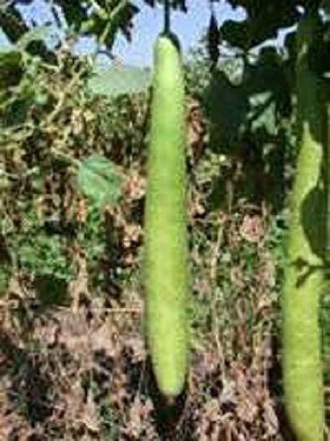 Kanaya Bottle Gourd Lauki Lau Clabash Seeds Hybrid Seed Price In India