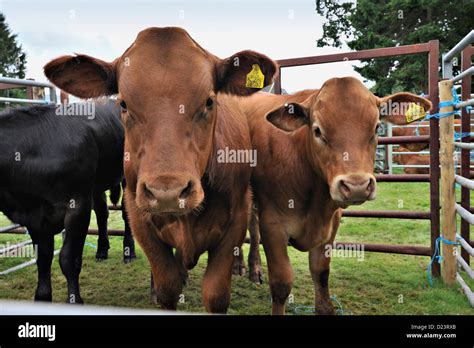 Limousin cattle at an agricultural show Stock Photo - Alamy