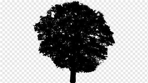 Fotografía arbol silueta hoja otros monocromo png PNGWing