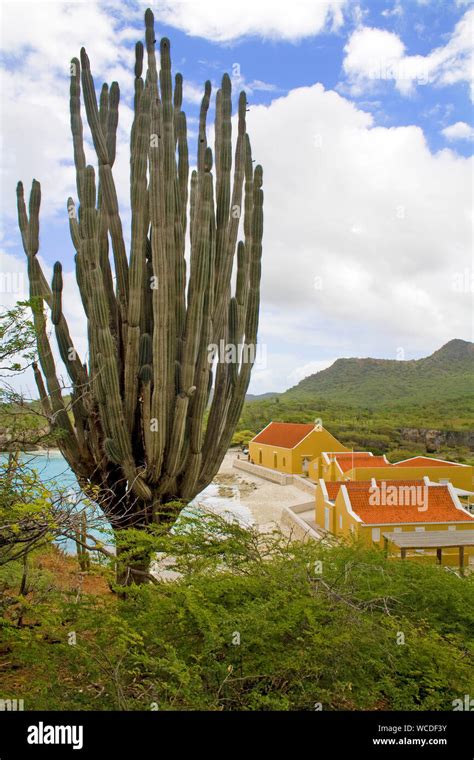 Huge Cactus Cactaceae At Boka Slagbaai North West Of Washington