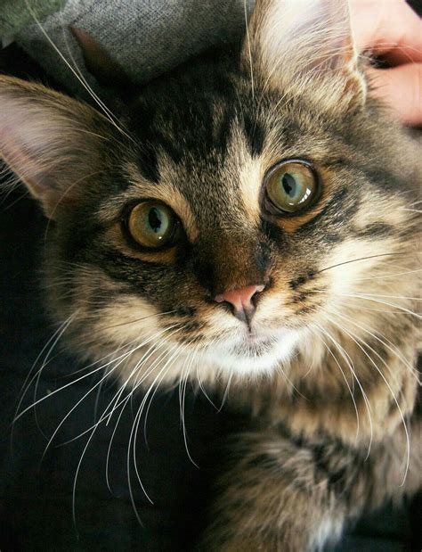 A Close Up Of A Person Holding A Cat