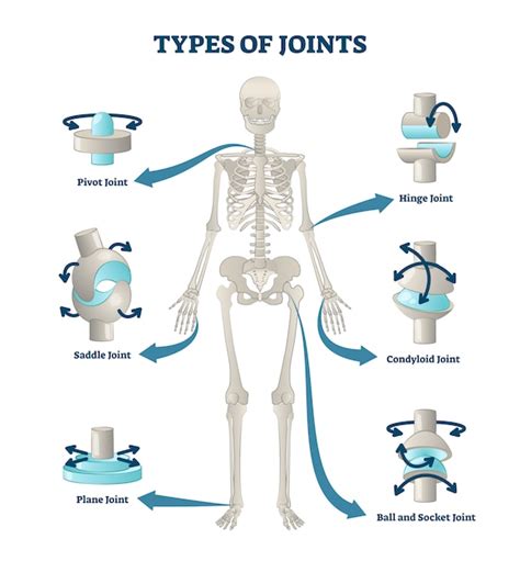 Premium Vector Types Of Joints Illustration