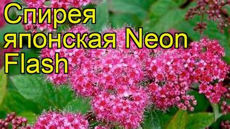 Спирея японская Неон Флеш. Краткий обзор, описание характеристик, где ...