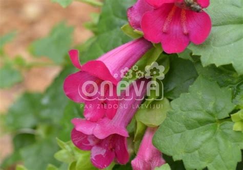 Lophospermum hybridus Lofos Compact Pink | Jaunstādi | Onava.lv