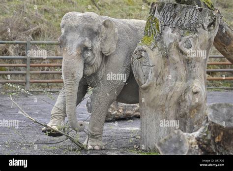 Anne Rescued Elephant Eating Branches In Enclosure Longleat Safari Park