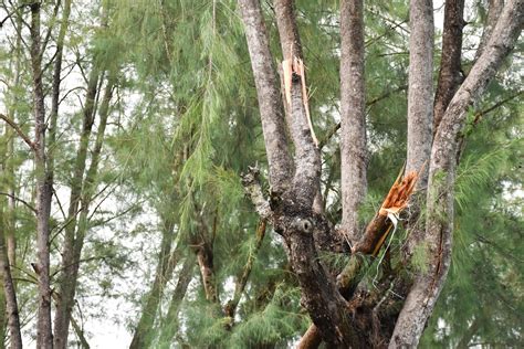 Las Ramas De Los Pinos Fueron Alcanzadas Por Un Rayo Y Fueron