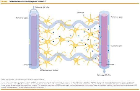 The Glymphatic Pathway Evaluating Neurological Conditions From A New