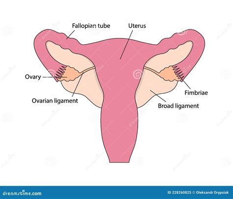 Imagen Colorida Del Sistema Reproductivo Femenino Saludable Con Nombres