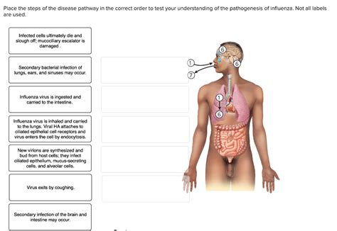 Solved Place The Steps Of The Disease Pathway In The Correct Chegg