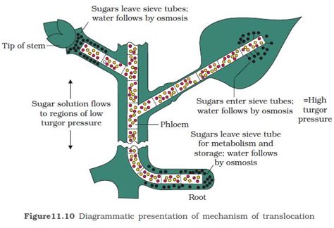 NCERT Class XI Biology Chapter 11 Transport In Plants