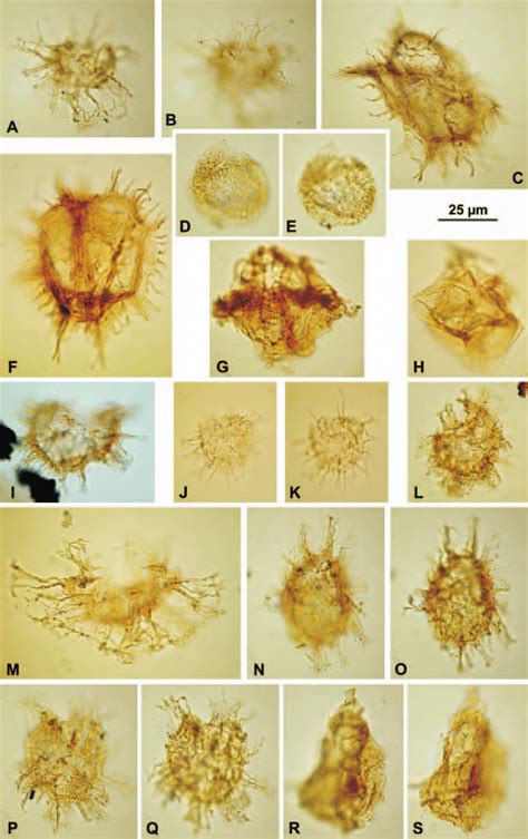 Dinoflagellate Cysts From The Maruszyna Ig Deep Bore Hole Sam Ple