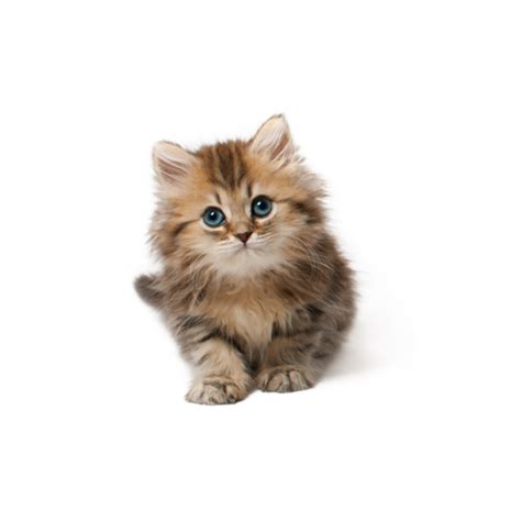 Download High Quality cat transparent cute Transparent PNG Images - Art ...