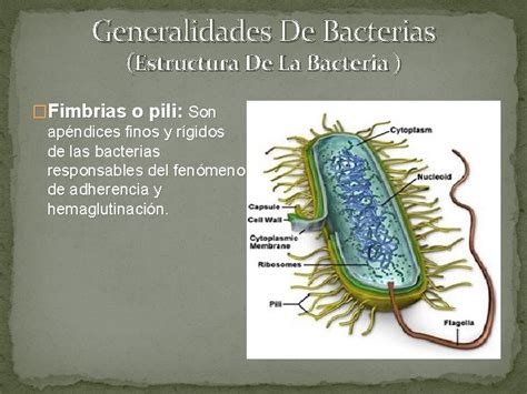 Generalidades De Las Bacterias Bacteria Son Microorganismos Unicelulares