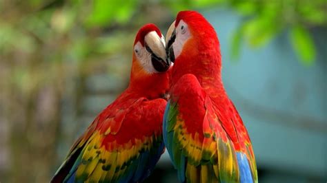 Premium Photo | Two colorful parrots kissing