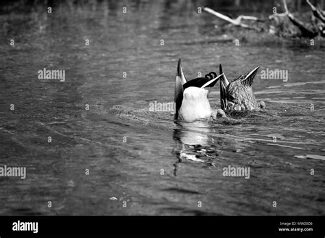 Black And White Ducks Diving Black And White Stock Photos And Images Alamy
