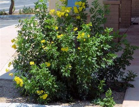 Growing Tecoma stans: Yellow Bells