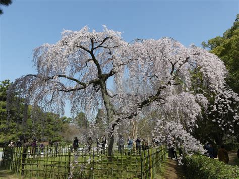 四季の風景 京都御苑 一般財団法人国民公園協会