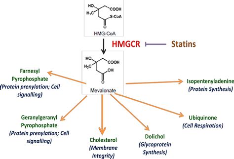 Figure 3 From Understanding The Regulation Of HMGCR Semantic Scholar