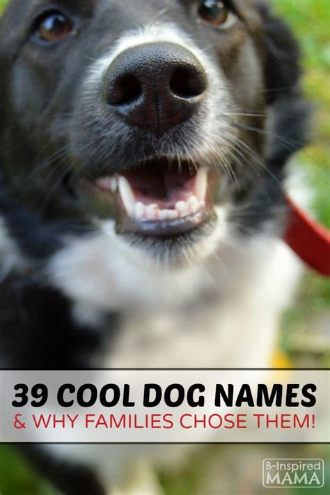 39 Cool Dog Names and Why Families Chose Them