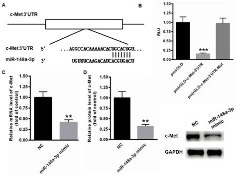 Mir‑148a‑3p Suppresses Epithelial Ovarian Cancer Progression Primarily