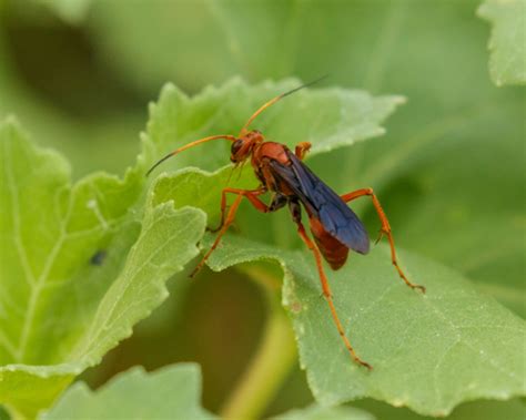 Rusty Spider Wasp A Guide To The Ants Bees Wasps And Sawflies Order Hymenoptera Of Austin