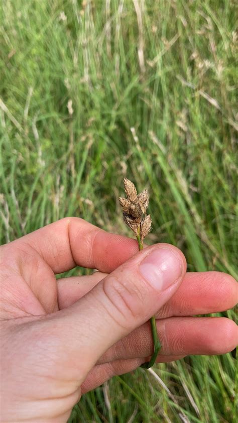 Pointed Broom Sedge From Henrico On July 21 2023 At 11 40 AM By Ashley