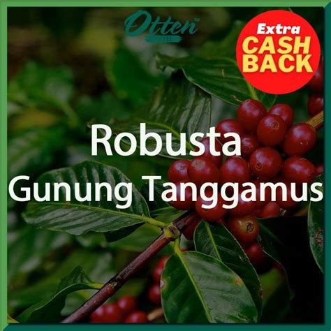 Jual Green Bean Kopi Robusta Gunung Tanggamus 1 Kg Biji Kopi Mentah