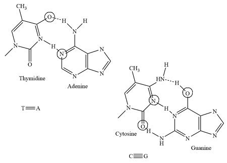 How many hydrogen bonds link a guanine-cytosine base pair? an adenine ...