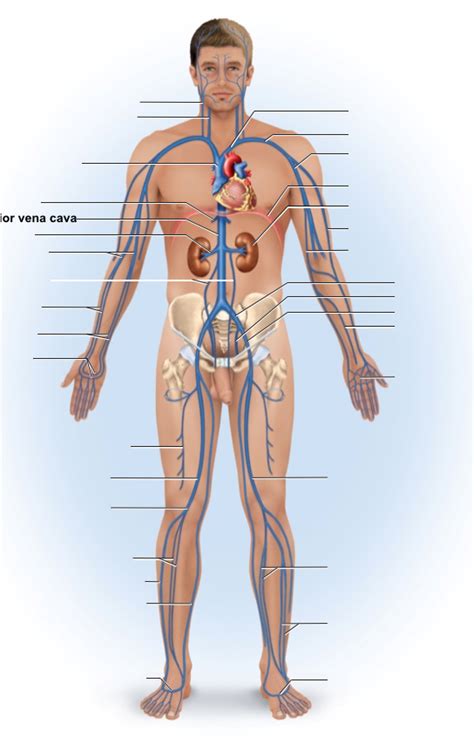 Veins Diagram Quizlet