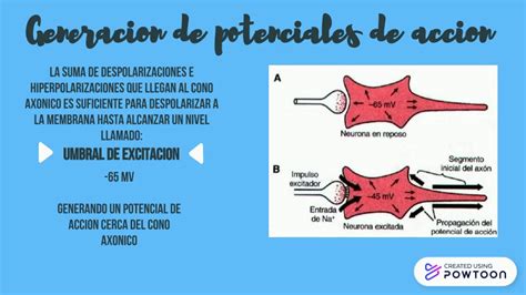 Conducción neural y transmisión sinaptica YouTube