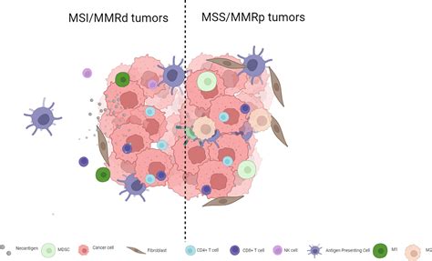 Frontiers Advances In Immune Checkpoint Inhibitor Combination