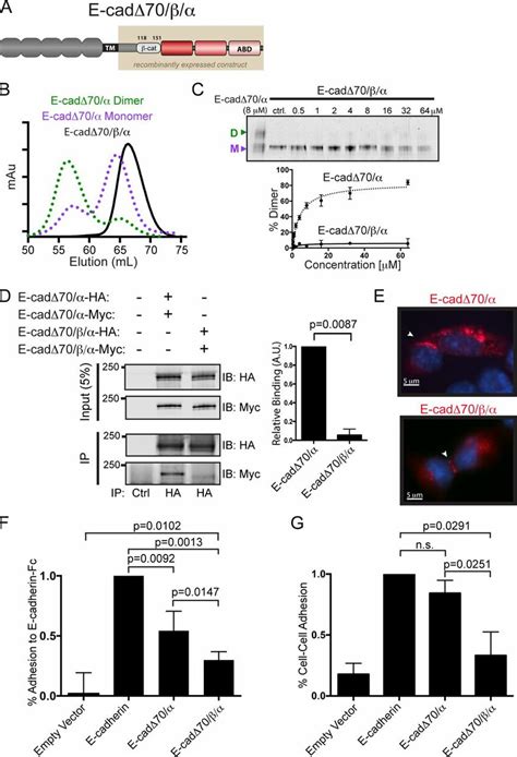 Reduced E Cadherinmediated Cell Adhesion By A Constitutively Monomeric