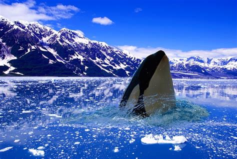 Orcas · CAPTAIN ANTARCTICA