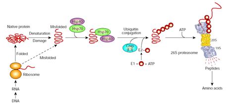 The Ubiquitinproteasome Pathway Molecular Chaperones May Function In