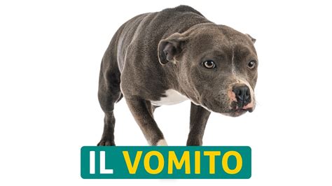 Vomito Arancione Nel Cane Cause E Rimedi Actualizado Agosto 2024