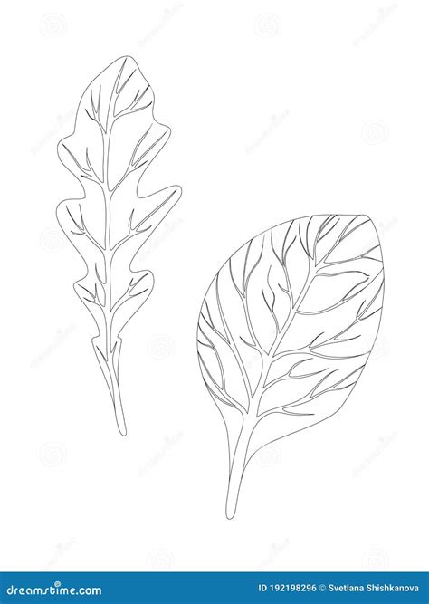 Arugula Rucola Rocket Salad And Spinach Leaves Isolated On White